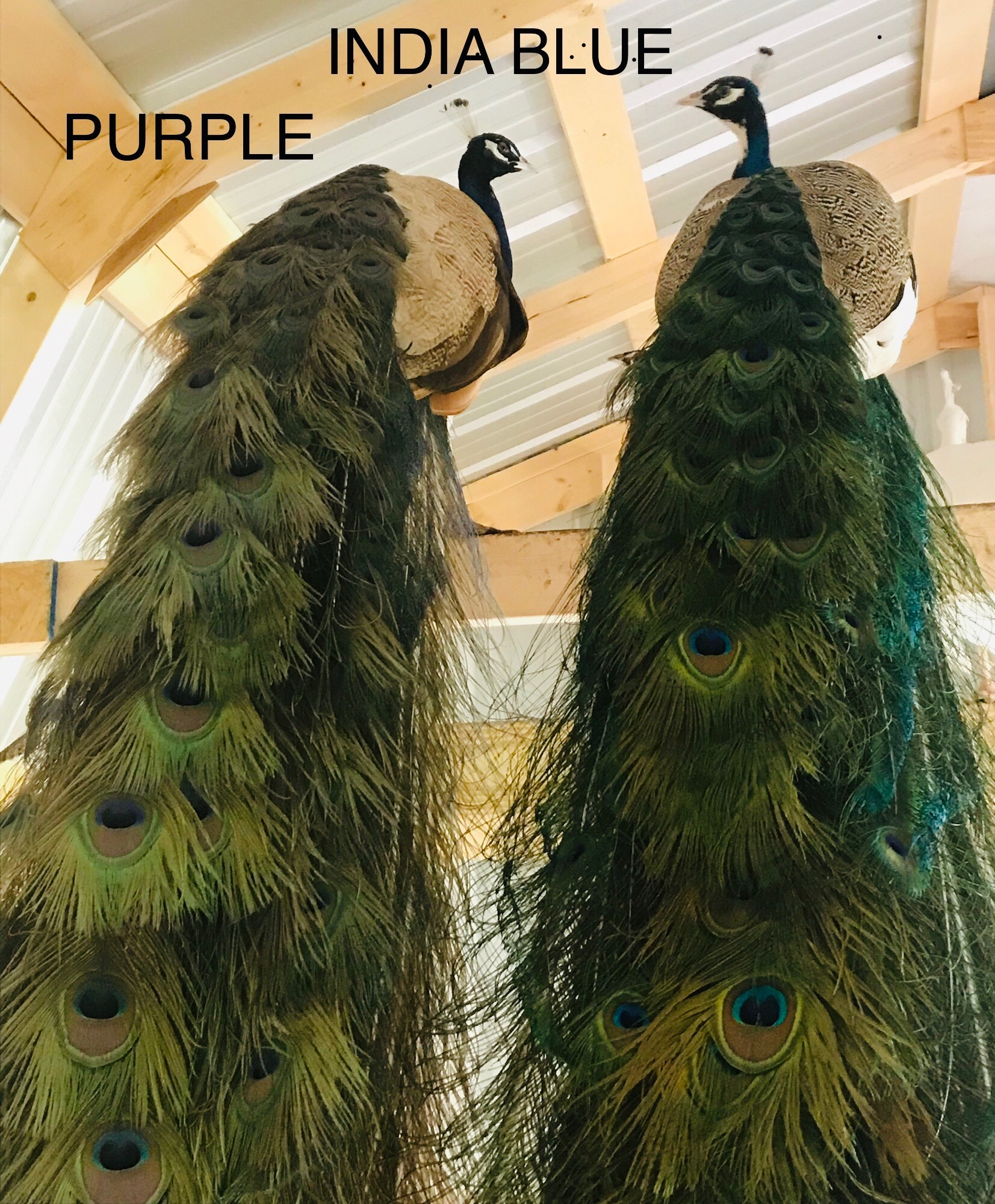 Peafowl - Jordan Family Farms