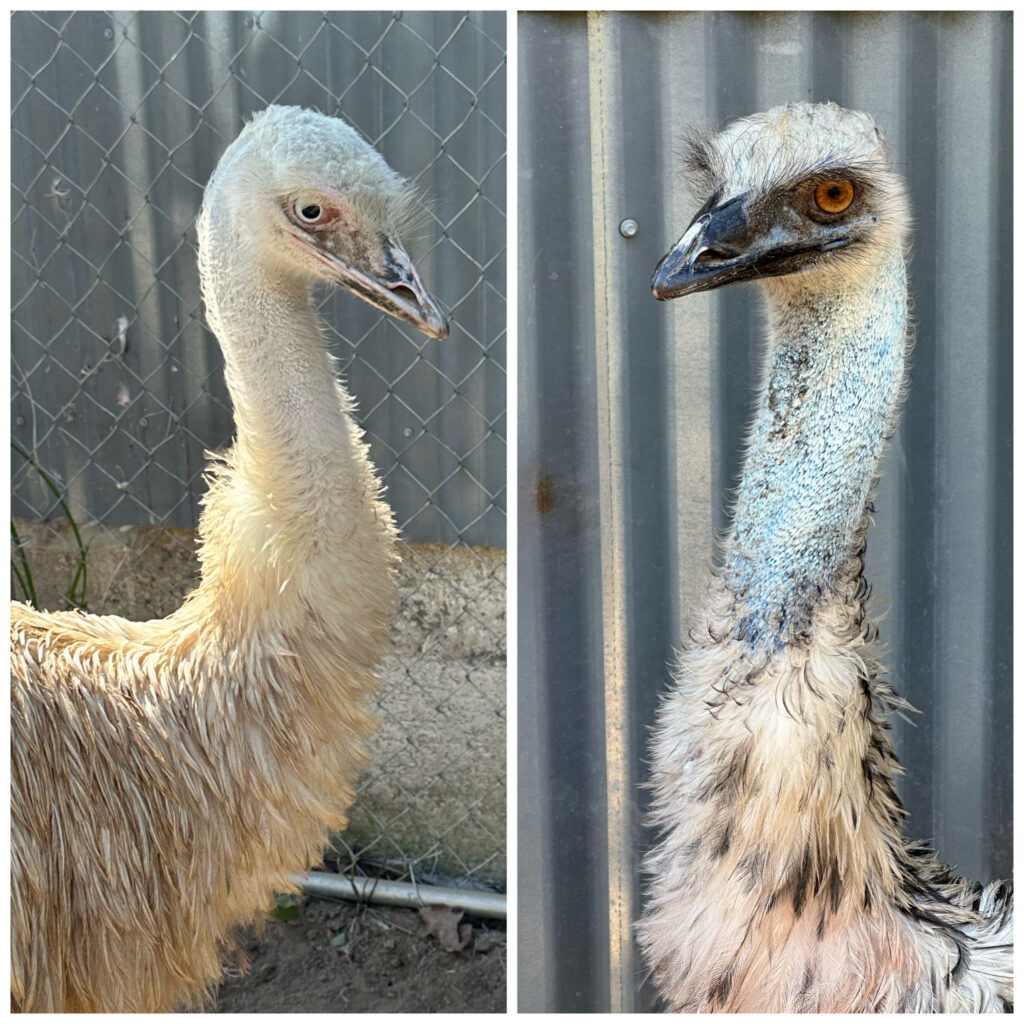 3 Emus Emu - Jordan Family Farms